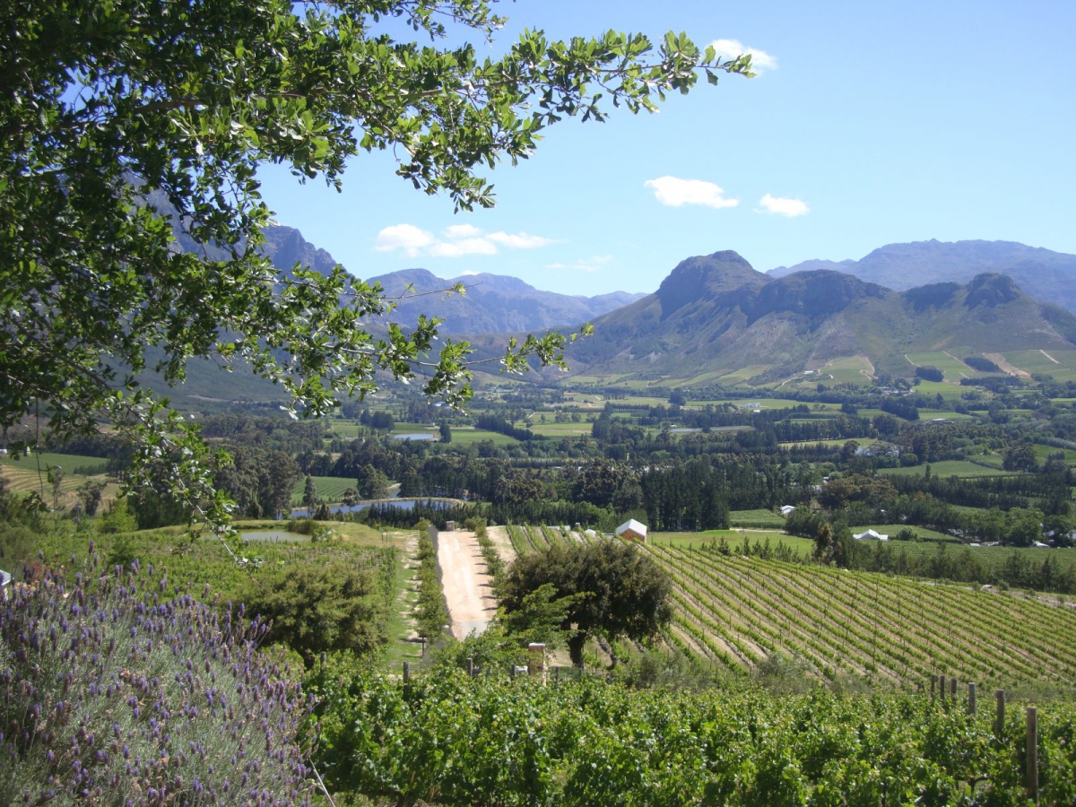 Franschhoek Pass Winery MCC Morena Brut Rosé Alle Weine Weinsorten